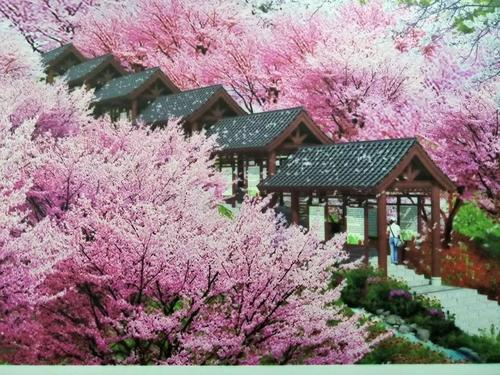 長沙潯龍河櫻花谷、田漢文化園一日游