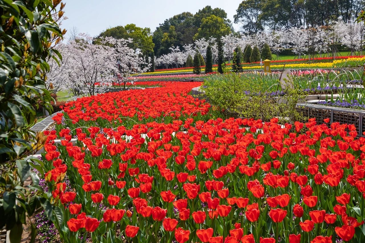 岳陽(yáng)花語(yǔ)世界、汴河街一日游