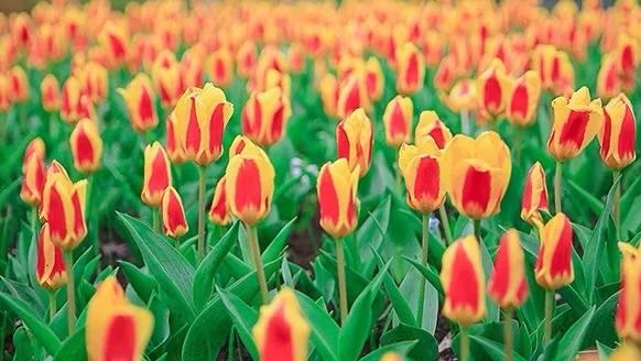 岳陽(yáng)花語(yǔ)世界、汴河街一日游